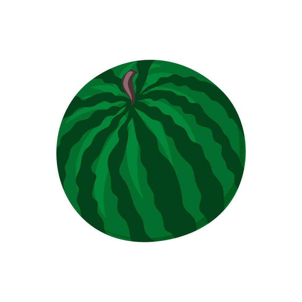 Whole watermelon. Green striped berry with red pulp and brown seeds vector