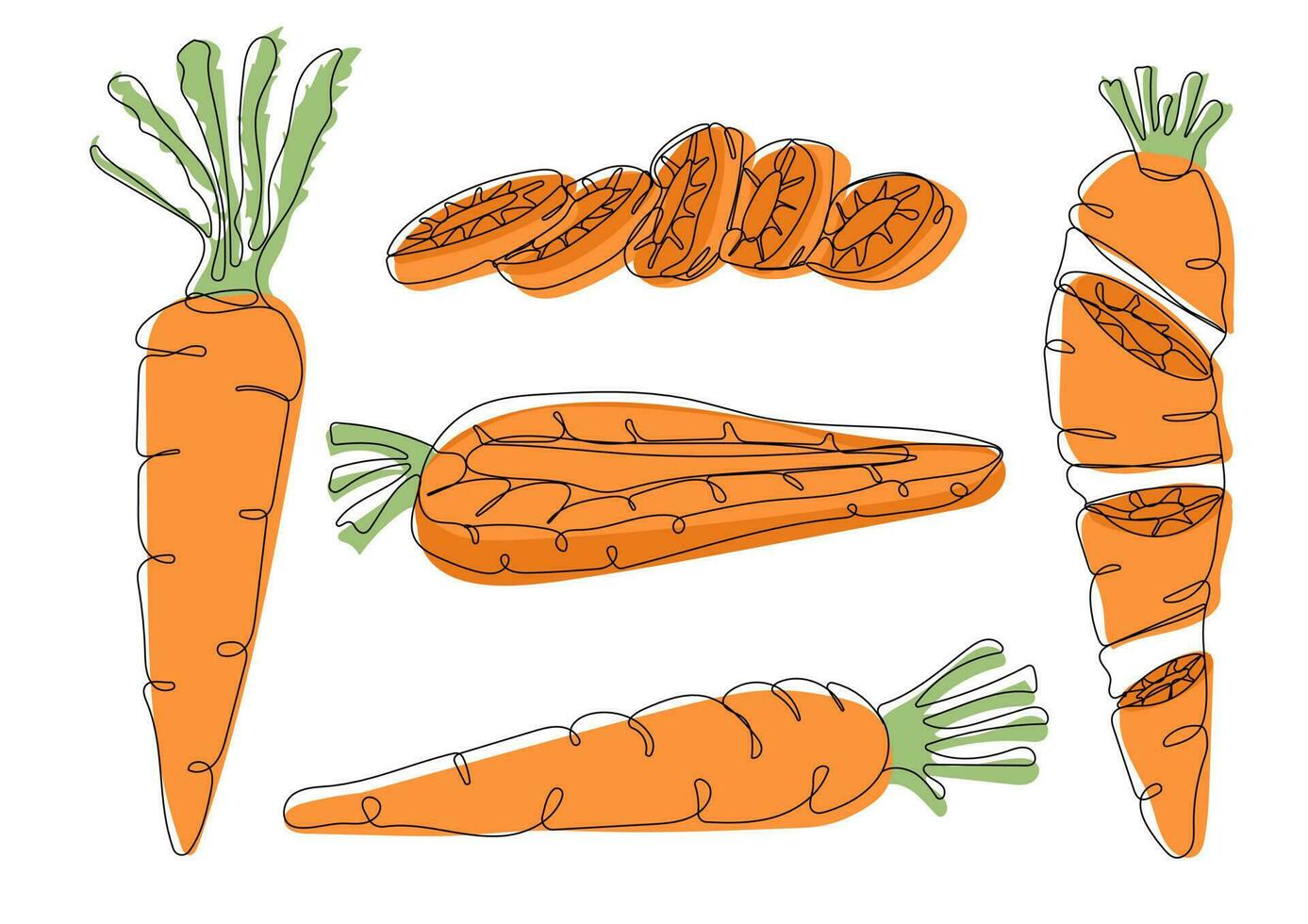 Carrot set half, slice and whole, line art vector