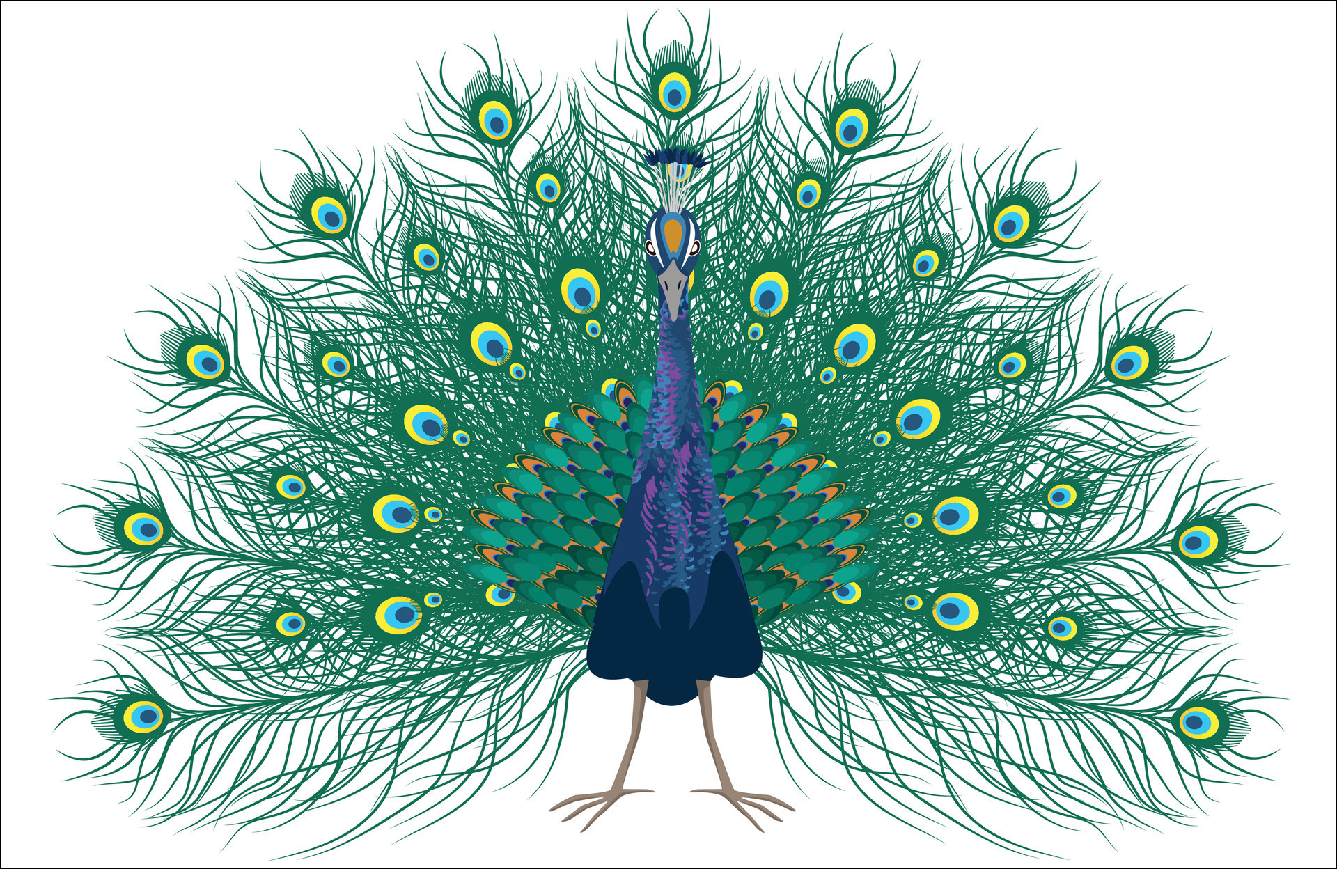 Silhoutte of a Peacock, Colorful peacock vector 25754719 Vector Art at ...