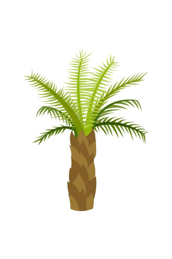 Palm trees are isolated on white background. Beautiful palm tree illustration. Coconut tree illustrations vector