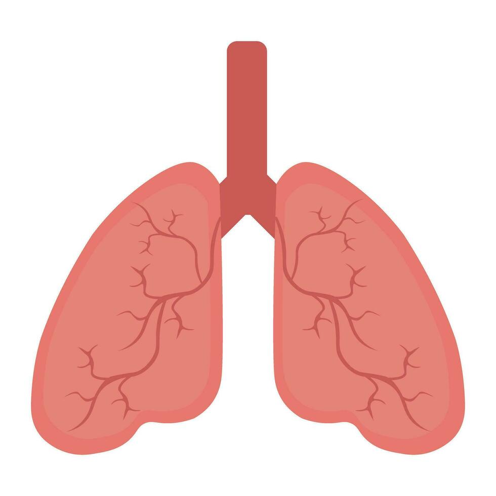 Lung human icon, respiratory system healthy lungs anatomy flat medical organ icon vector