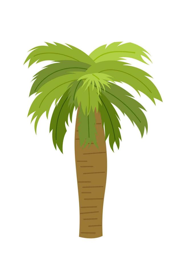 Palm trees are isolated on white background. Beautiful palm tree illustration. Coconut tree illustrations vector