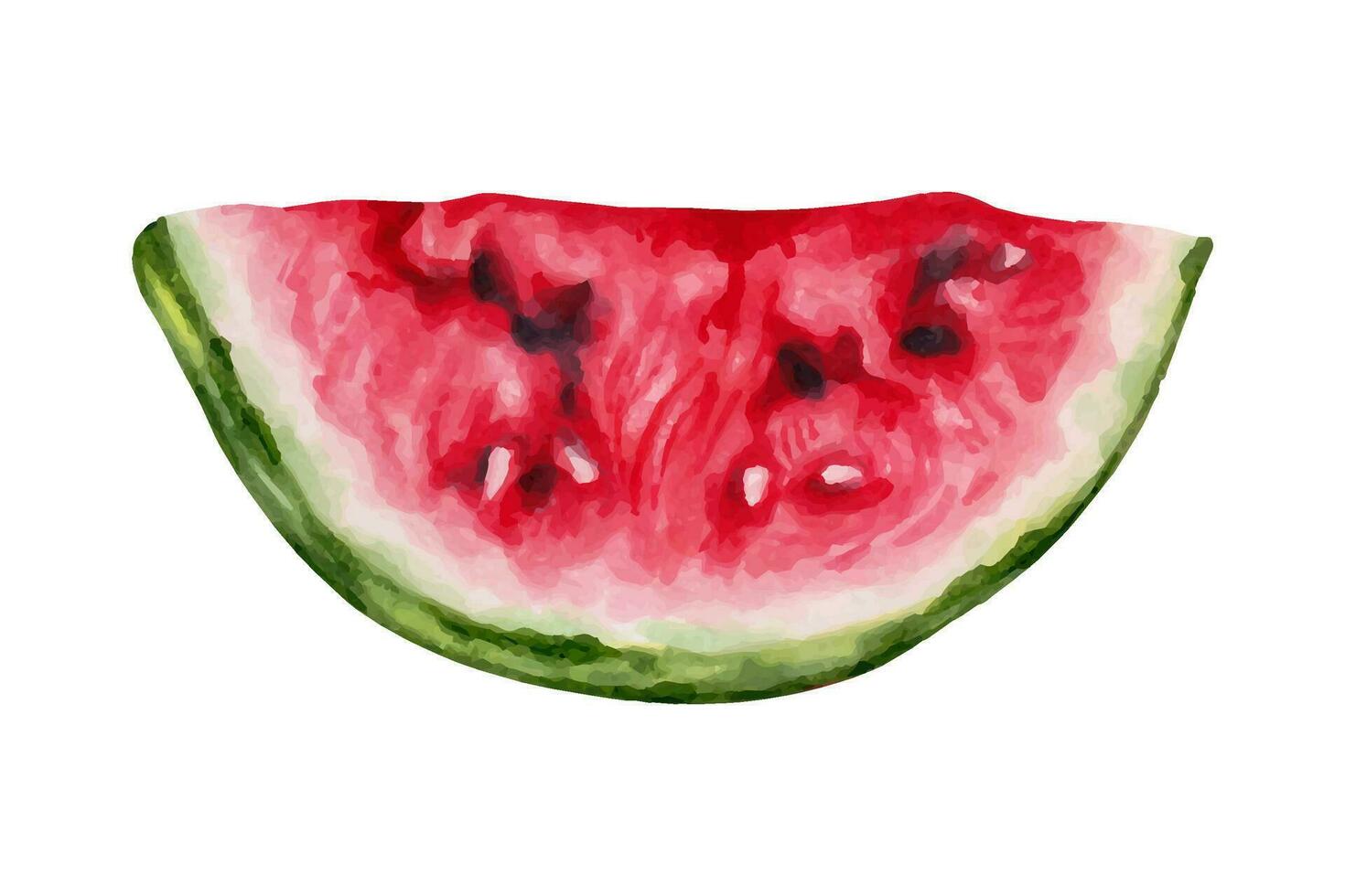 A slice of watermelon. Front view. Red flesh with pits and hard skin. Healthy food for design.National Watermelon Day. Hand drawn illustration. vector