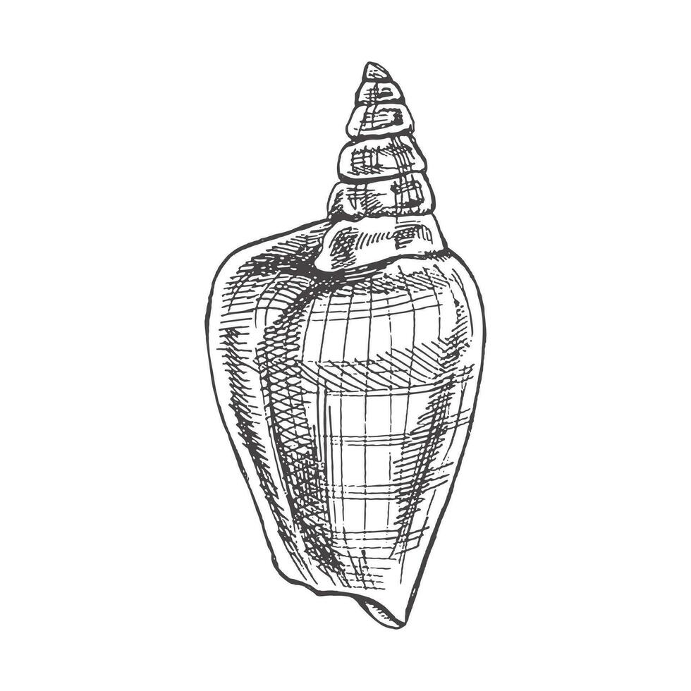 Hand drawn sketch of seashell, clam, conch. Scallop sea shell, sketch style vector illustration isolated on white background.
