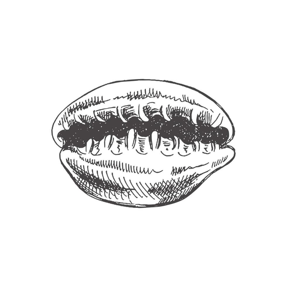 mano dibujado bosquejo de concha, almeja, concha. Vieira mar caparazón, bosquejo estilo vector ilustración aislado en blanco antecedentes.