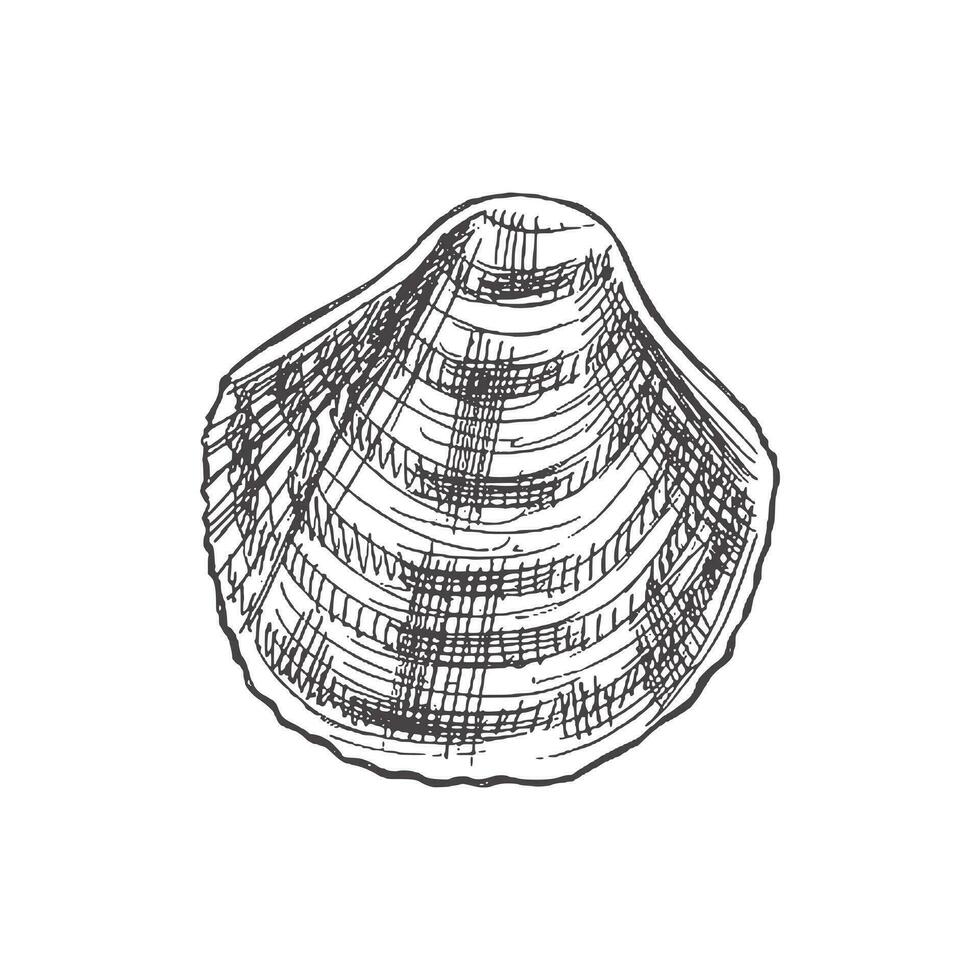 Hand drawn sketch of seashell, clam, conch. Scallop sea shell, sketch style vector illustration isolated on white background.