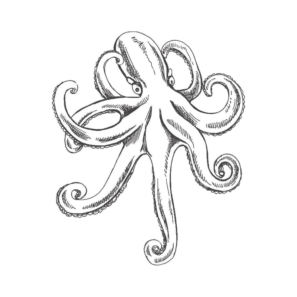 Hand drawn sketch of octopus. Vector aquatic monochrome  illustration isolated on white background.