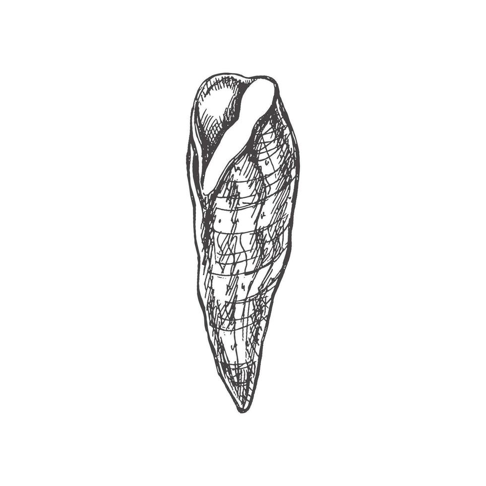Hand drawn sketch of seashell, clam, conch, whelk. Scallop sea shell, sketch style vector illustration isolated on white background.