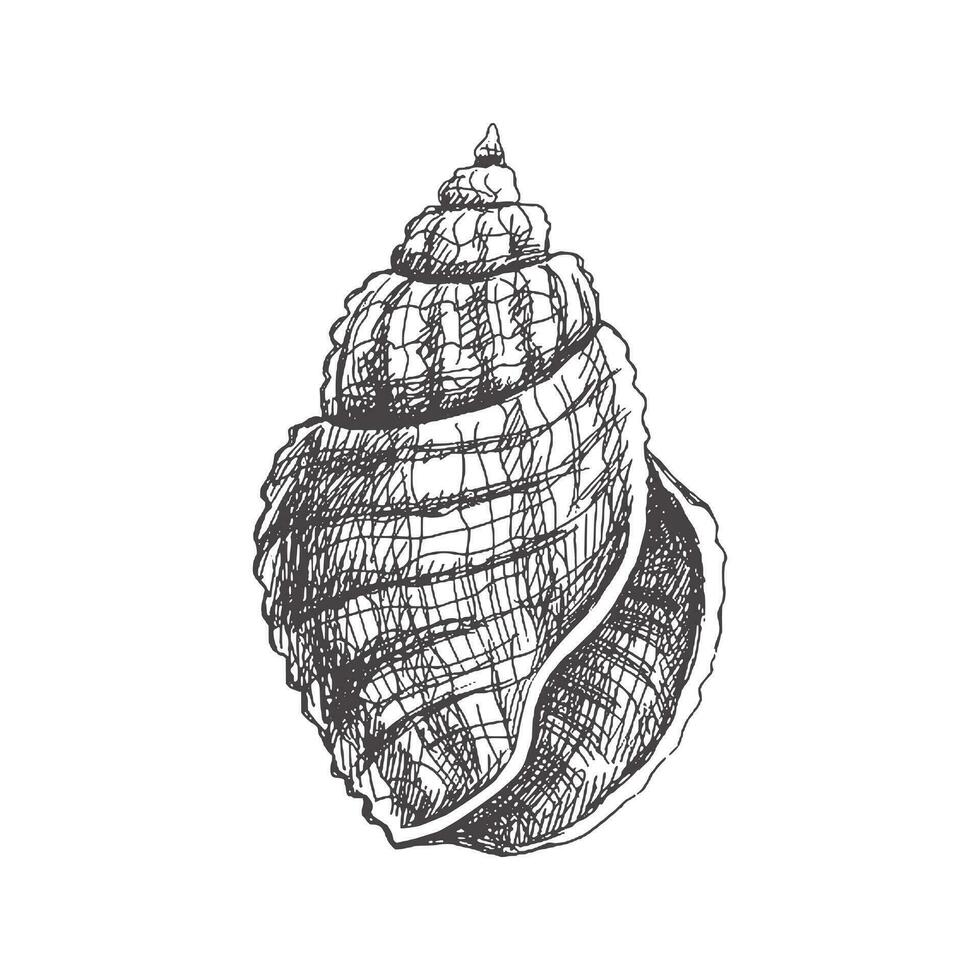 Hand drawn sketch of seashell, clam, conch. Scallop sea shell, sketch style vector illustration isolated on white background.