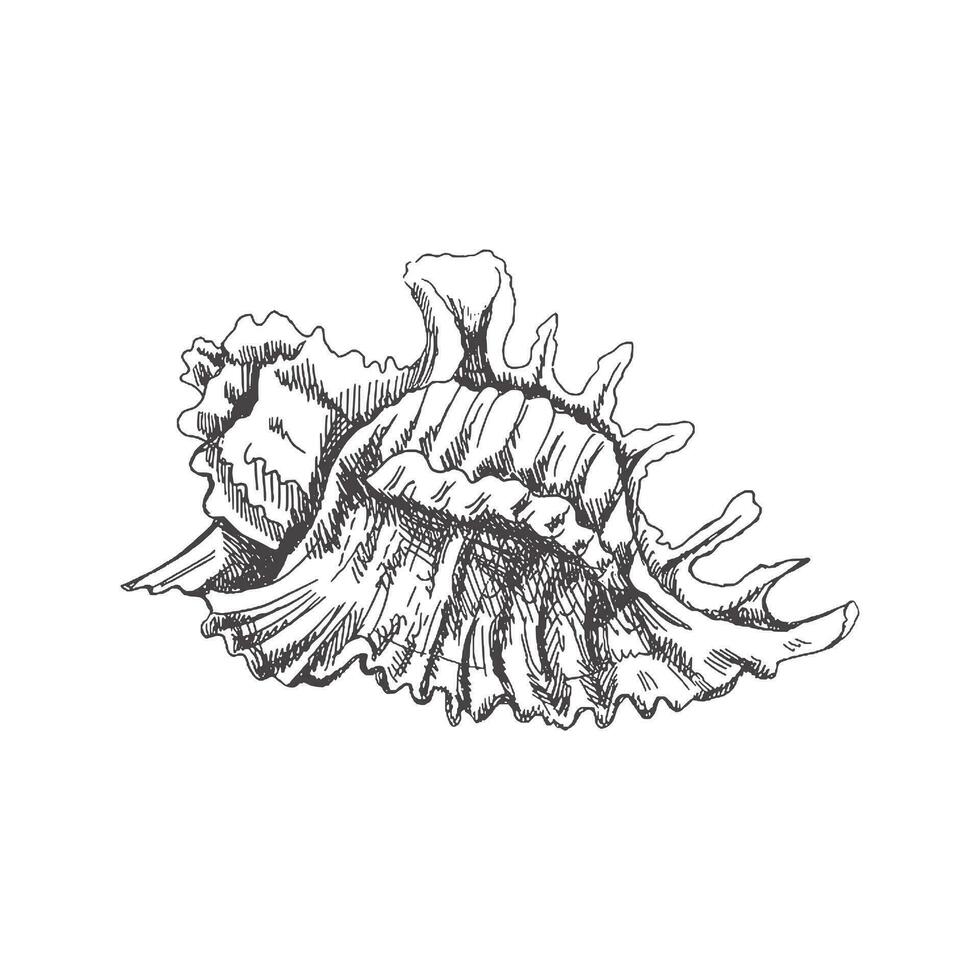 Hand drawn sketch of seashell, clam, conch. Scallop sea shell, sketch style vector illustration isolated on white background.