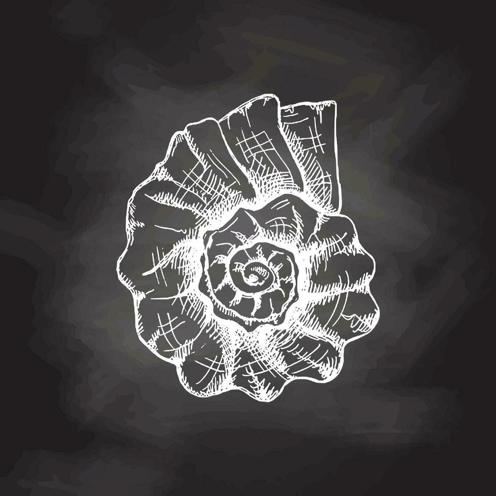 Hand drawn white sketch of  prehistoric ammonite, seashell. Sketch style vector illustration isolated on chalkboard  background.