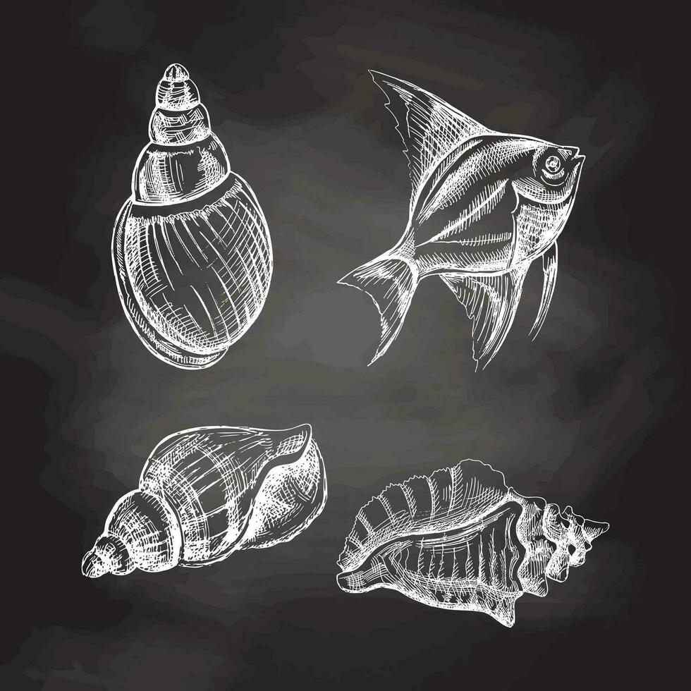 conchas marinas, tropical pescado vector colocar. mano dibujado blanco bosquejo ilustración. colección de realista bocetos de varios moluscos mar conchas de varios formas aislado en pizarra antecedentes.