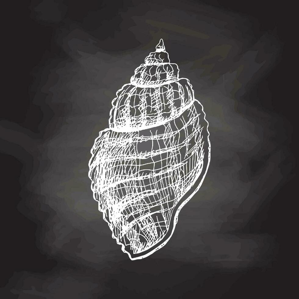 Hand drawn sketch of seashell, clam, conch. Scallop sea shell, sketch style vector illustration isolated on chalkboard background.