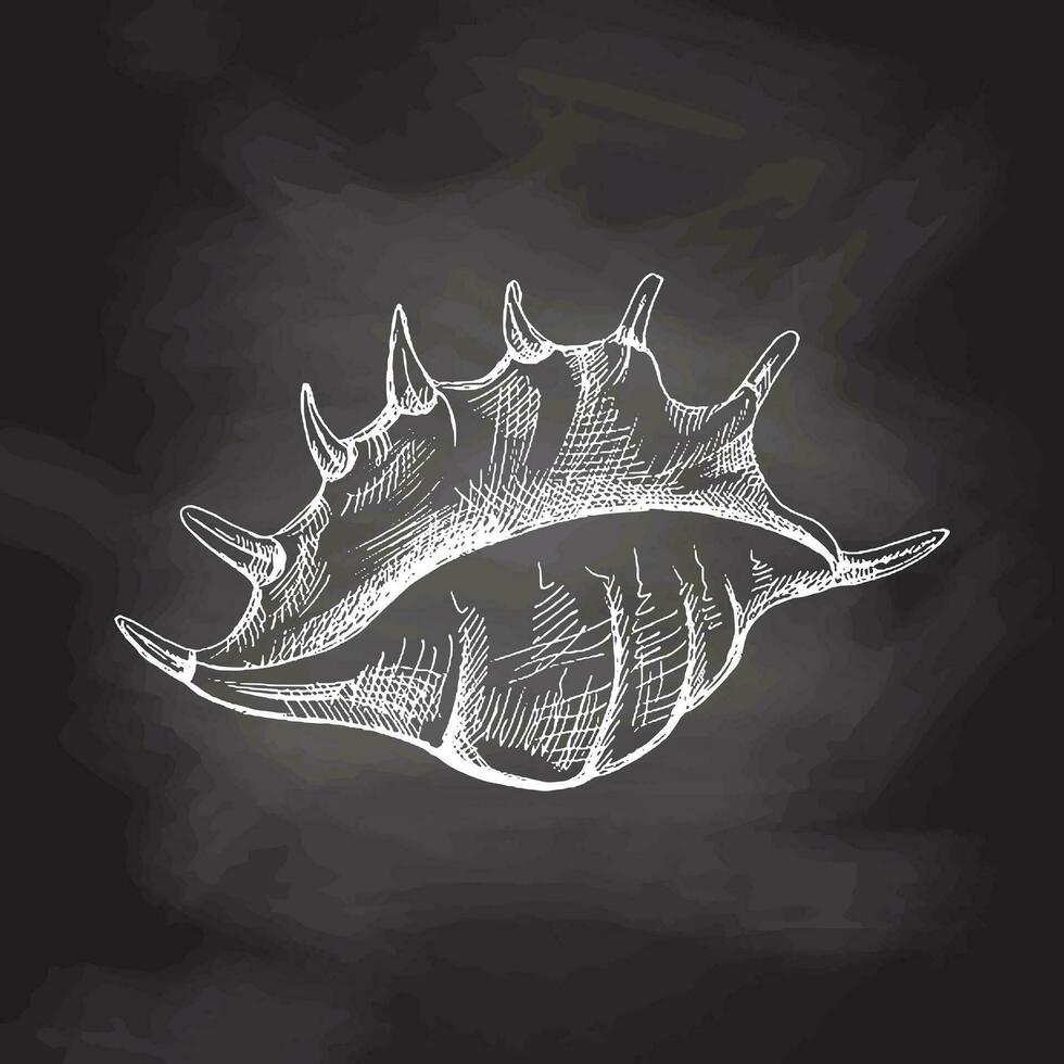 Hand drawn sketch of seashell, clam, conch. Scallop sea shell, sketch style vector illustration isolated on chalkboard background.