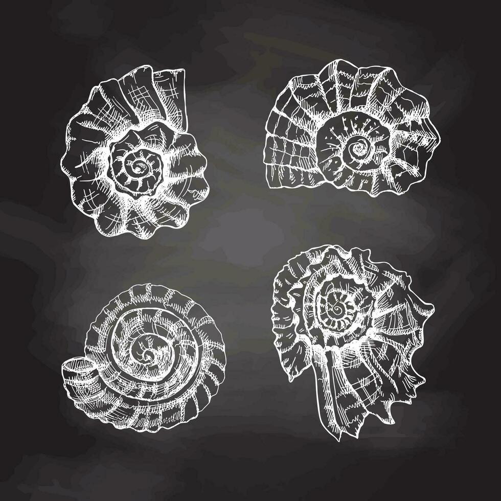 Seashells,  ammonite vector set. Hand drawn white sketch illustration. Collection of realistic sketches of various molluscs sea shells of various shapes isolated on chalkboard  background.