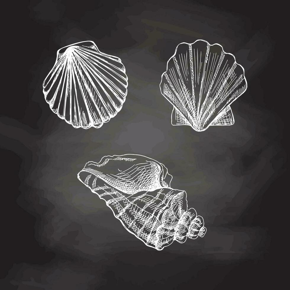 conchas marinas, Vieira concha vector colocar. mano dibujado blanco bosquejo ilustración. colección de realista bocetos de varios Oceano criaturas aislado en pizarra antecedentes.