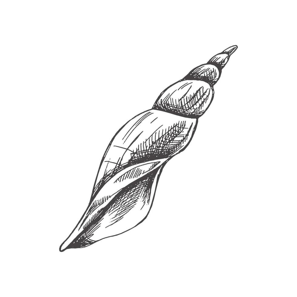 Hand drawn sketch of seashell, clam, conch. Scallop sea shell, sketch style vector illustration isolated on white background.