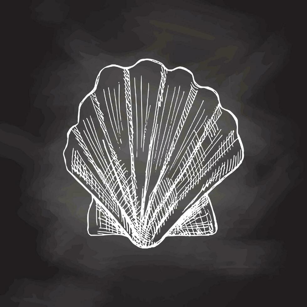 Realistic hand drawn white sketch of saltwater scallop seashell, clam, conch. Scallop sea shell, sketch style vector illustration isolated on chalkboard  background.