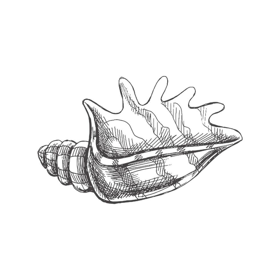 Hand drawn sketch of seashell, clam, conch. Scallop sea shell, sketch style vector illustration isolated on white background.