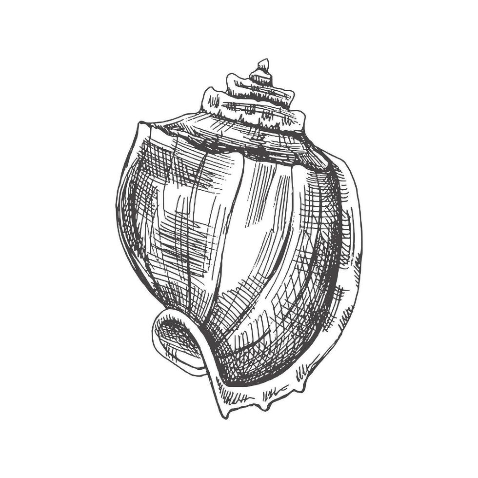 Hand drawn sketch of seashell, clam, conch. Scallop sea shell, sketch style vector illustration isolated on white background.