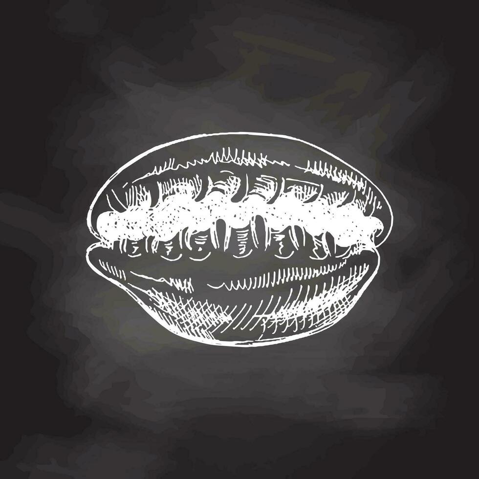 Hand drawn sketch of seashell, clam, conch. Scallop sea shell, sketch style vector illustration isolated on chalkboard background.