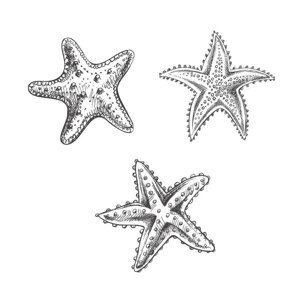 Hand drawn sketch of marine Starfishs, ocean aquatic underwater vector