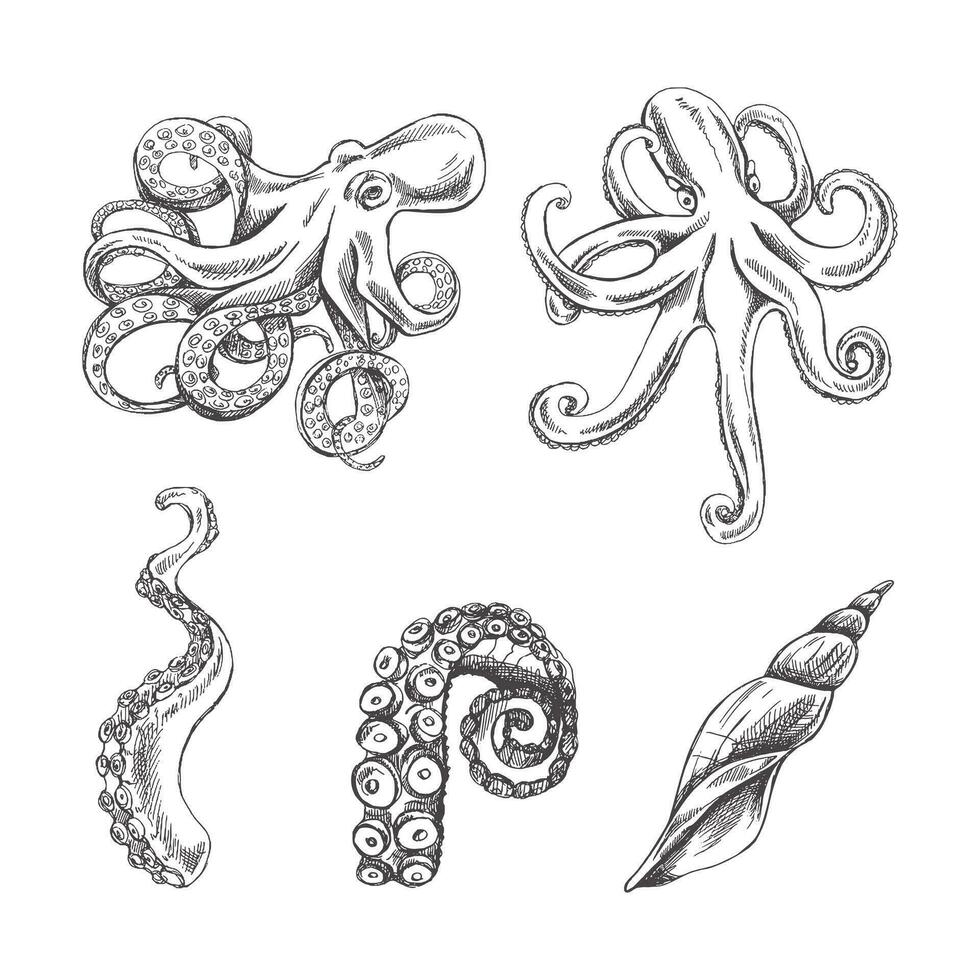 pulpos, pulpo tentáculos, concha vector colocar. mano dibujado bosquejo ilustración. colección de realista Oceano criaturas aislado en blanco antecedentes.