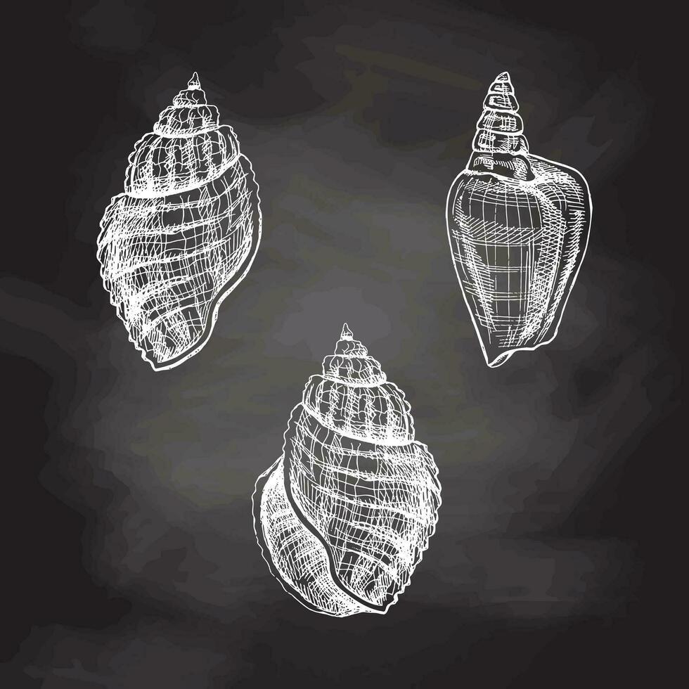 Seashells,  ammonite vector set. Hand drawn white sketch illustration. Collection of realistic sketches of various molluscs sea shells of various shapes isolated on chalkboard  background.