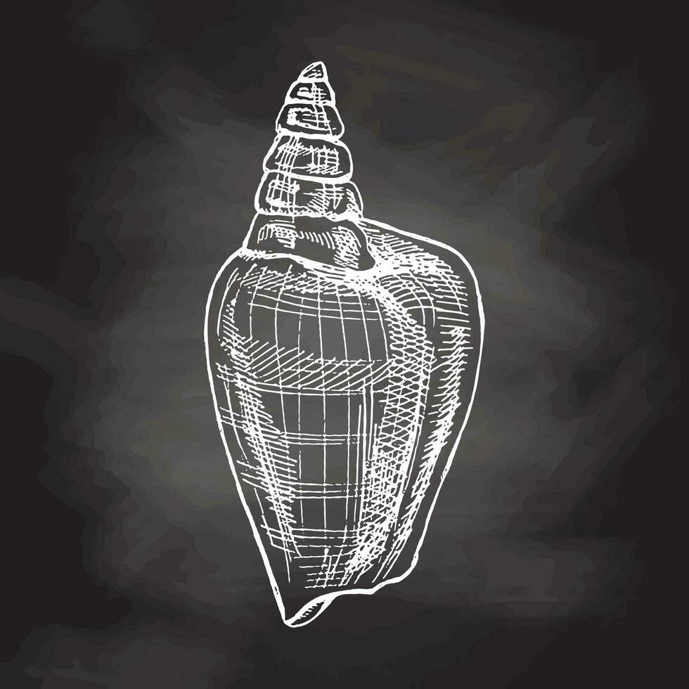 Hand drawn sketch of seashell, clam, conch. Scallop sea shell, sketch style vector illustration isolated on chalkboard background.