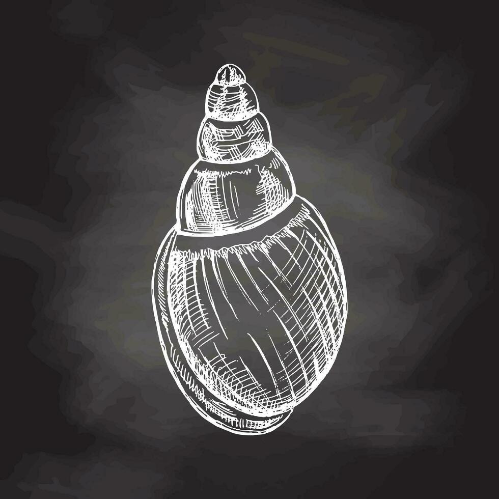 Hand drawn sketch of seashell, clam, conch. Scallop sea shell, sketch style vector illustration isolated on chalkboard background.