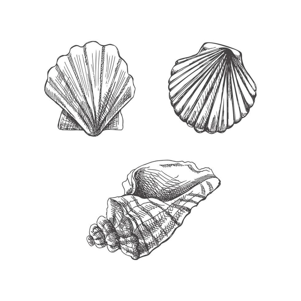 conchas marinas, Vieira concha vector colocar. mano dibujado bosquejo ilustración. colección de realista bocetos de varios Oceano criaturas aislado en blanco antecedentes.