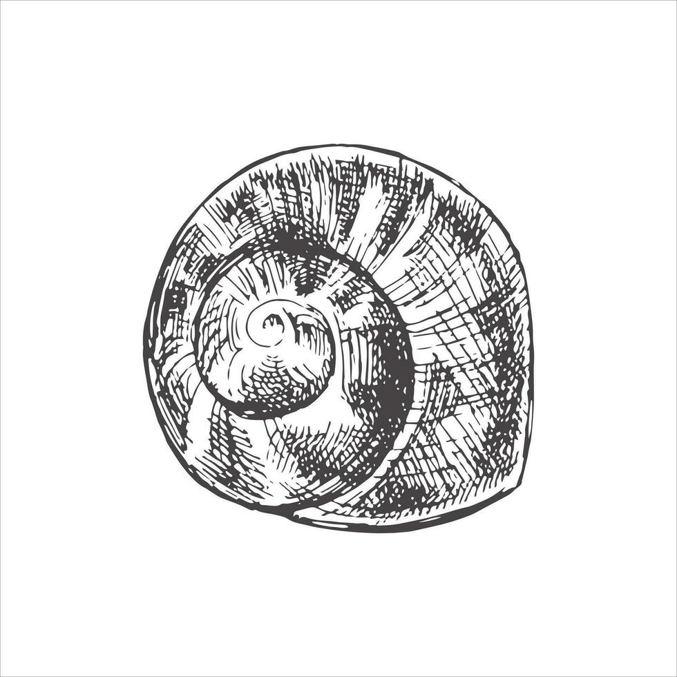 Hand drawn sketch of seashell, clam, conch. Scallop sea shell, sketch style vector illustration isolated on white background.