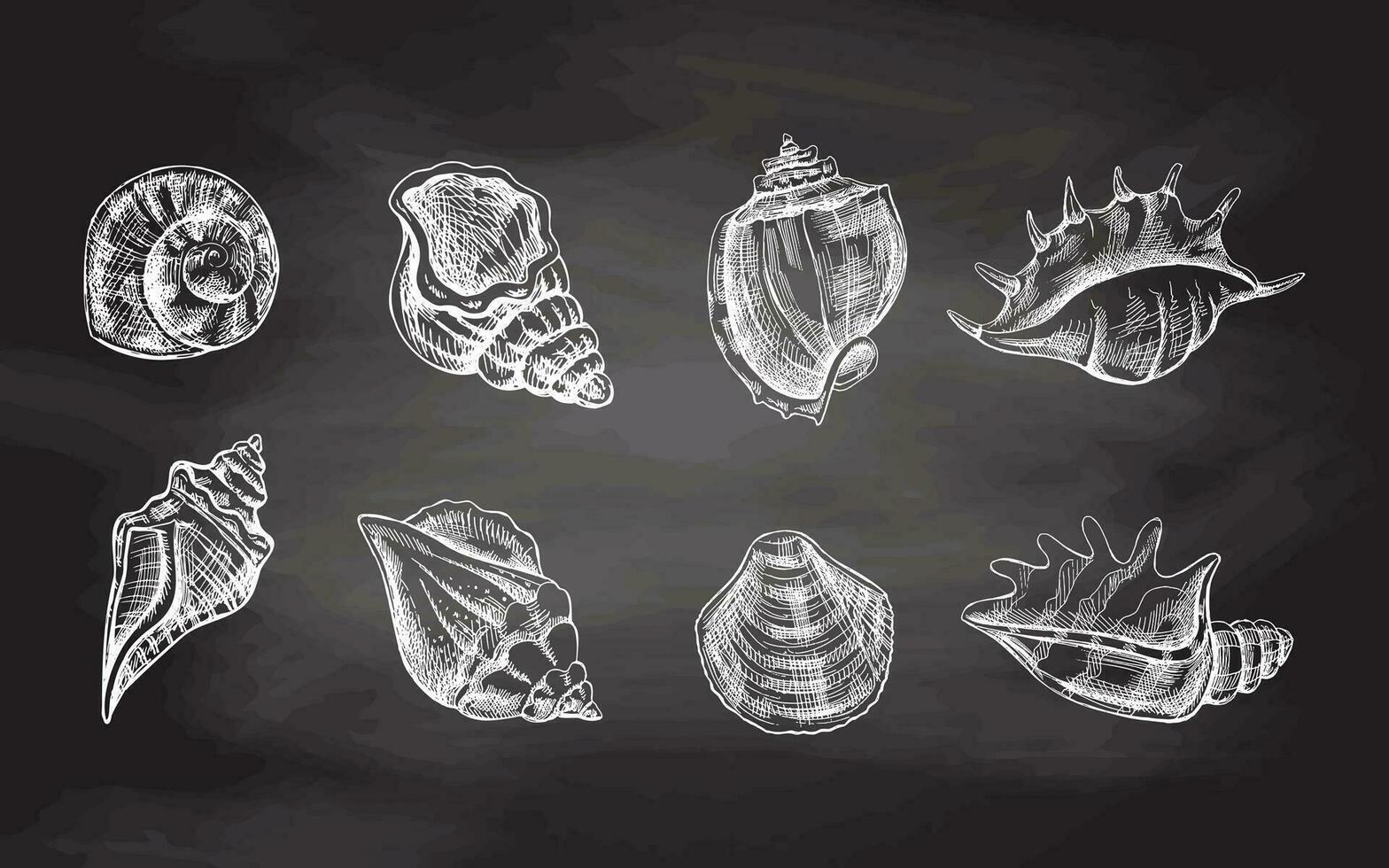conchas marinas, amonita vector colocar. mano dibujado blanco bosquejo ilustración. colección de realista bocetos de varios moluscos mar conchas de varios formas aislado en pizarra antecedentes.