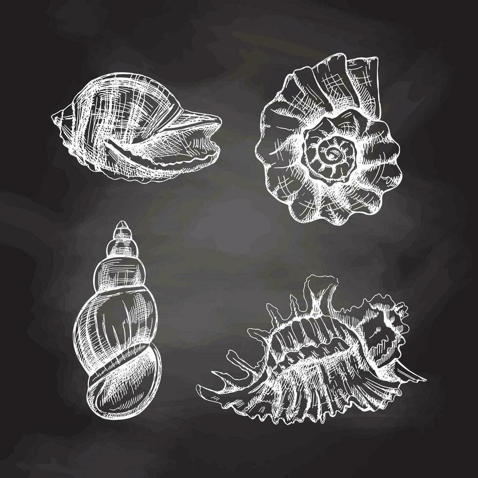 Seashells,  ammonite vector set. Hand drawn white sketch illustration. Collection of realistic sketches of various molluscs sea shells of various shapes isolated on chalkboard  background.