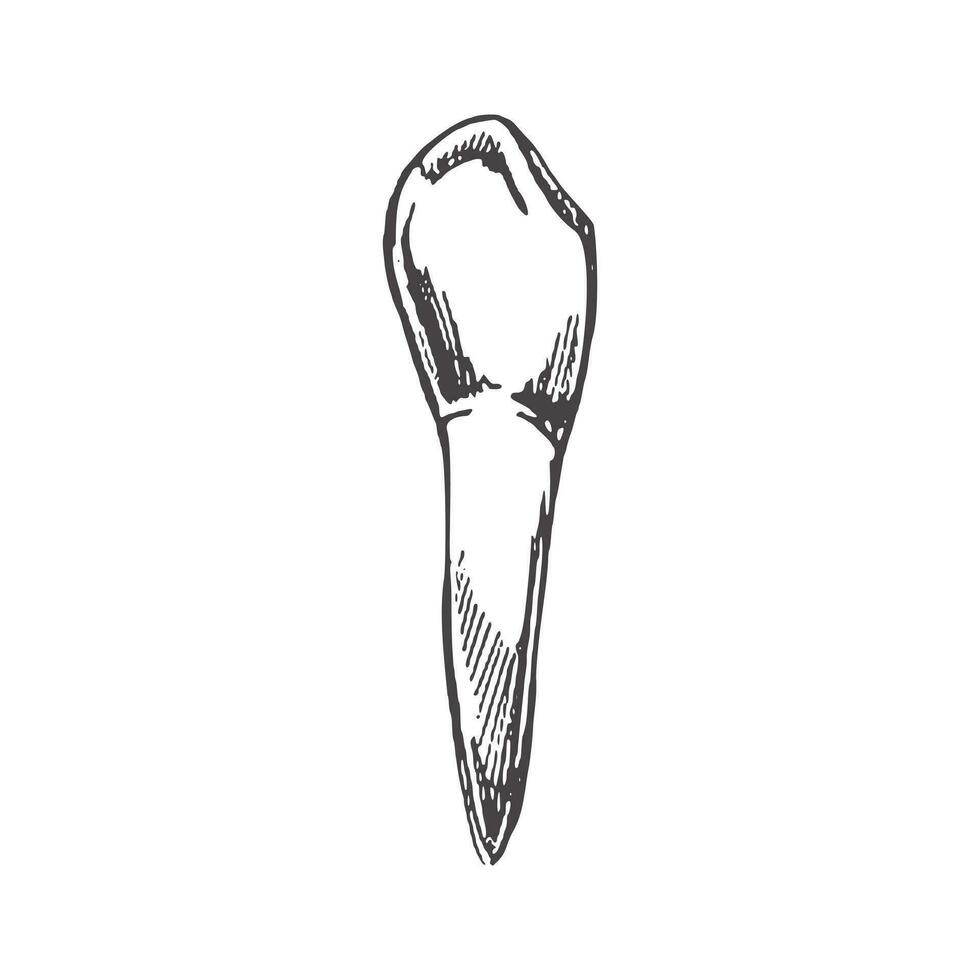 Highly detailed hand drawn human tooth  with roots. Hand drawn sketch. Fang illustration isolated on white background. vector