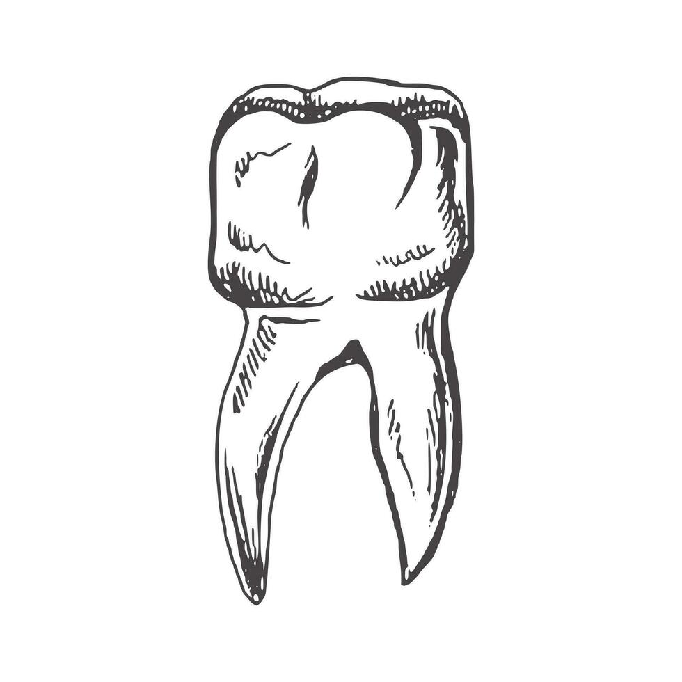 Highly detailed hand drawn human tooth  with roots. Hand drawn sketch. Molar illustration isolated on white background. vector