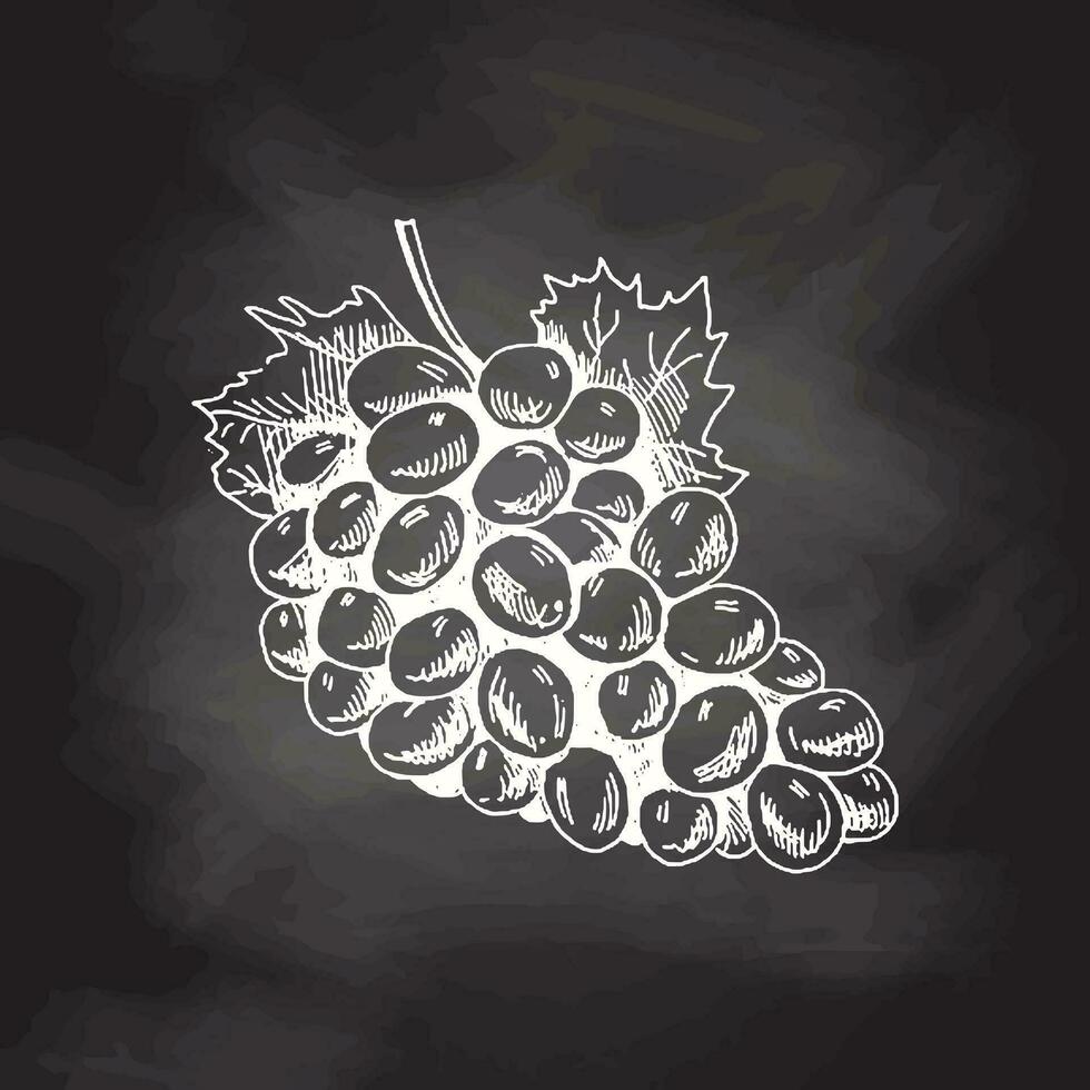 Organic food. Hand drawn vector sketch  of bunch of grapes.  Doodle vintage illustration on chalkboard backgrouns. Decorations for the menu and labels. Engraved immage.