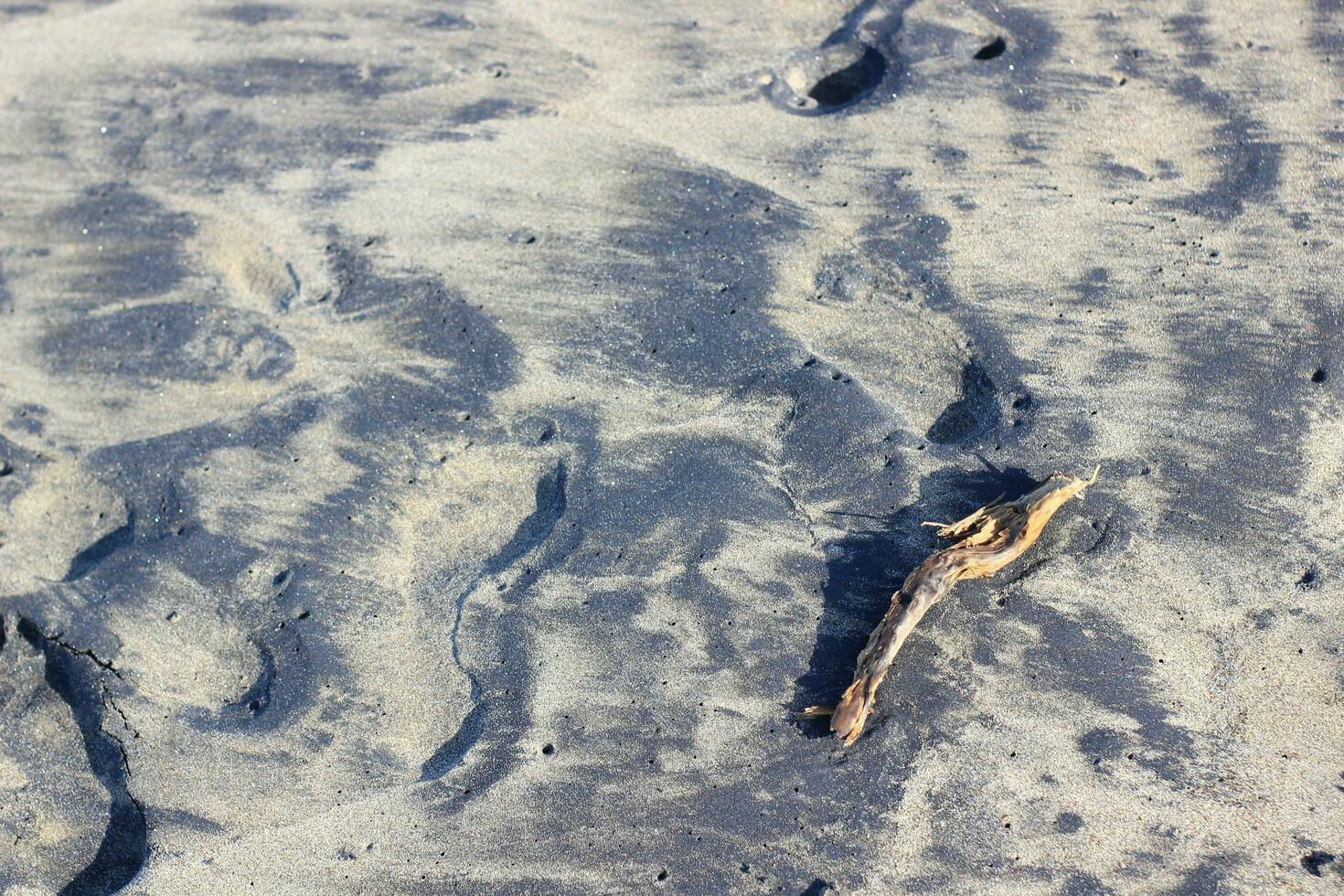 a piece of wood lying on the beach sand photo