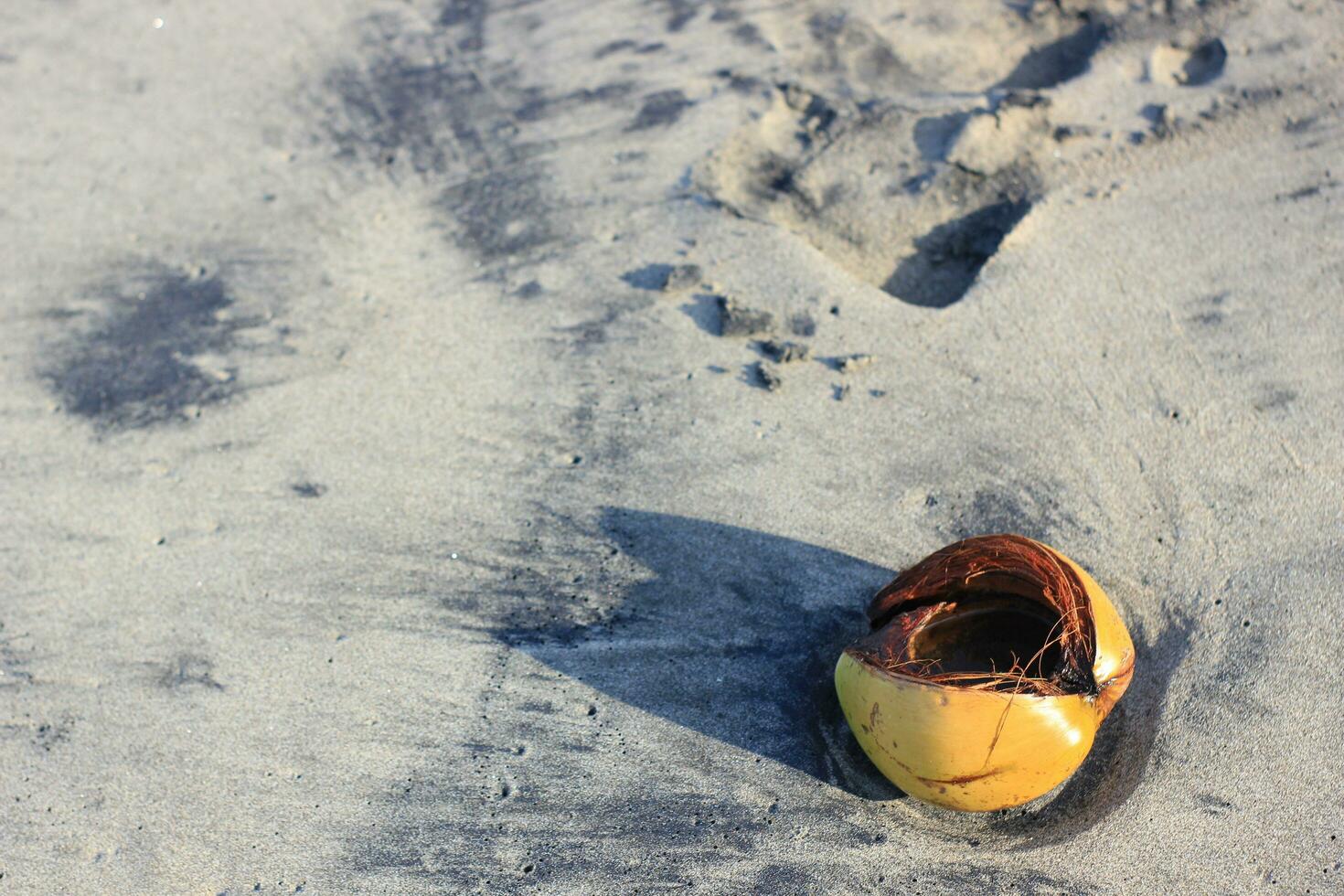 Coconut shells that have been opened lying on the beach sand photo