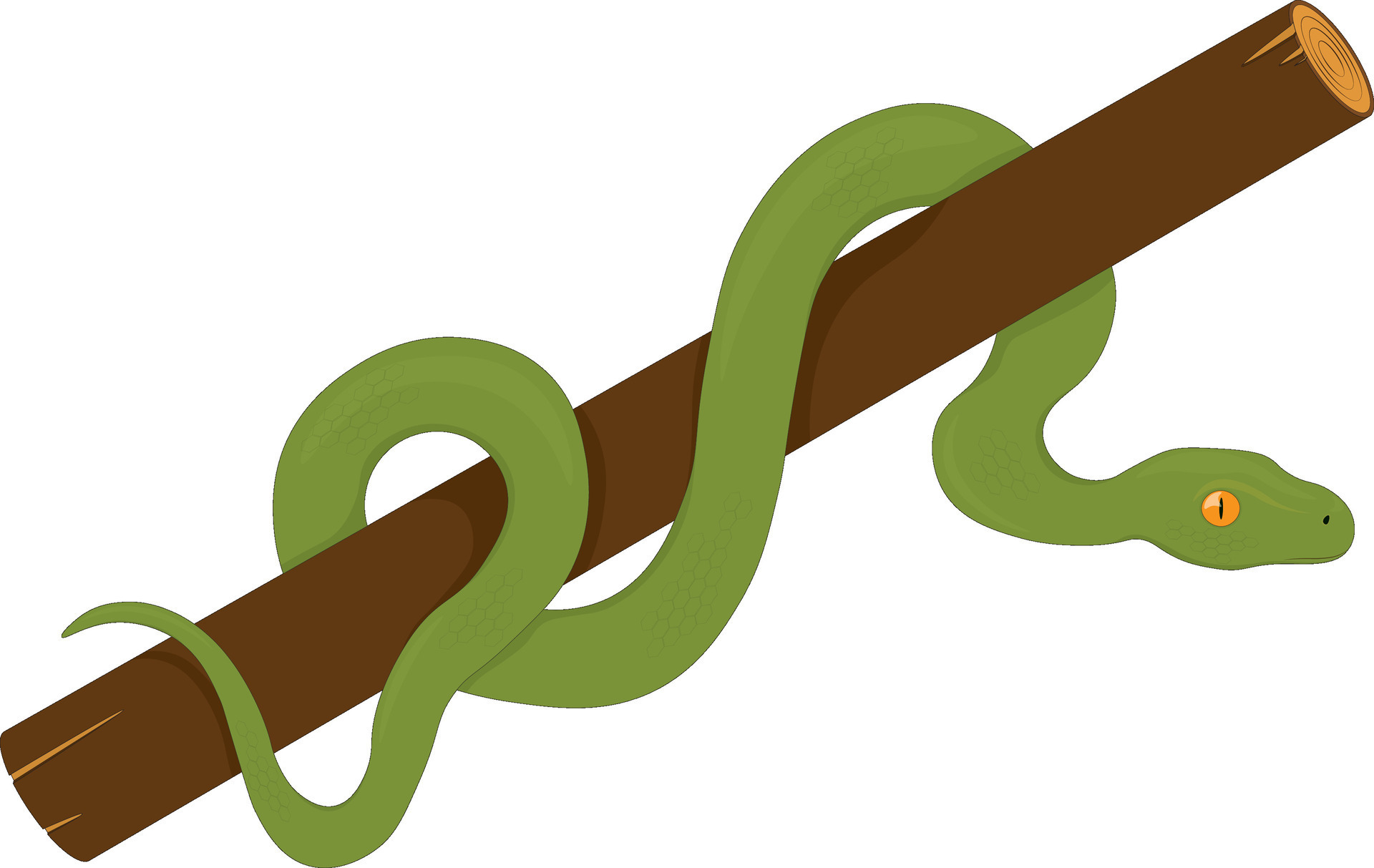 Green forest snake on wood branch vector illustration 25768703 Vector