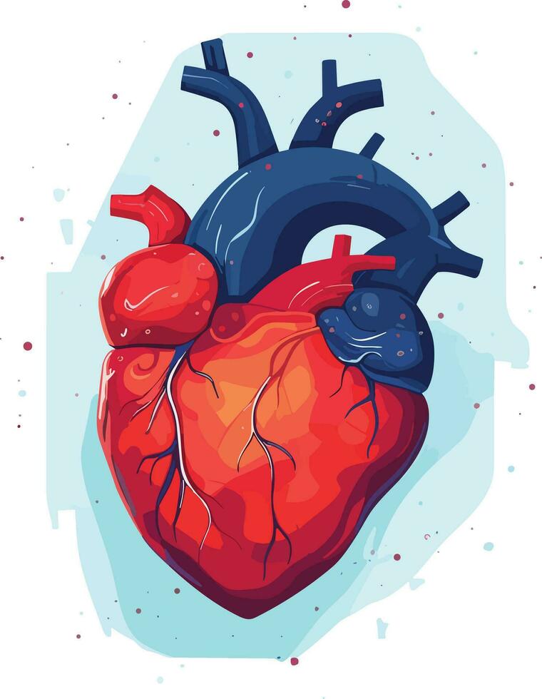 human heart vector illustration on isolated background