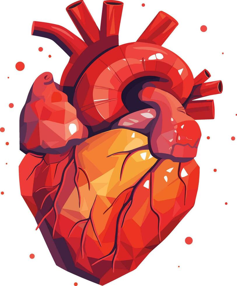 human heart vector illustration on isolated background