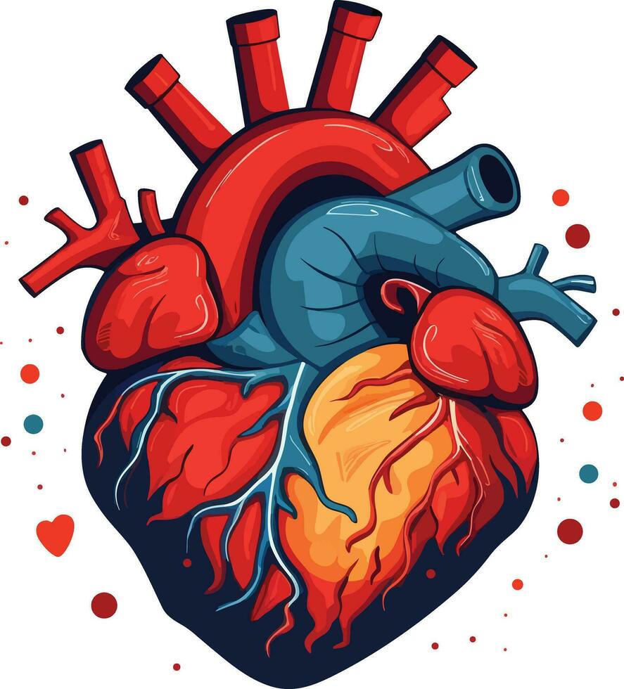 human heart vector illustration on isolated background