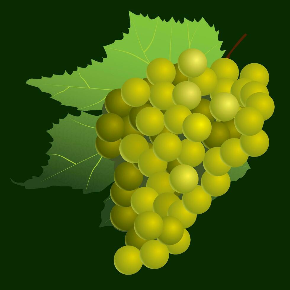 Branch of grapes with leaf in vector