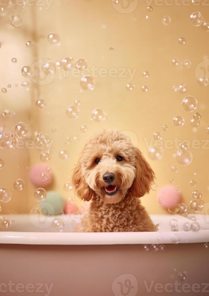 Cute Golden Doodle dog in a small bathtub with soap foam and bubbles, cute pastel colors, . photo
