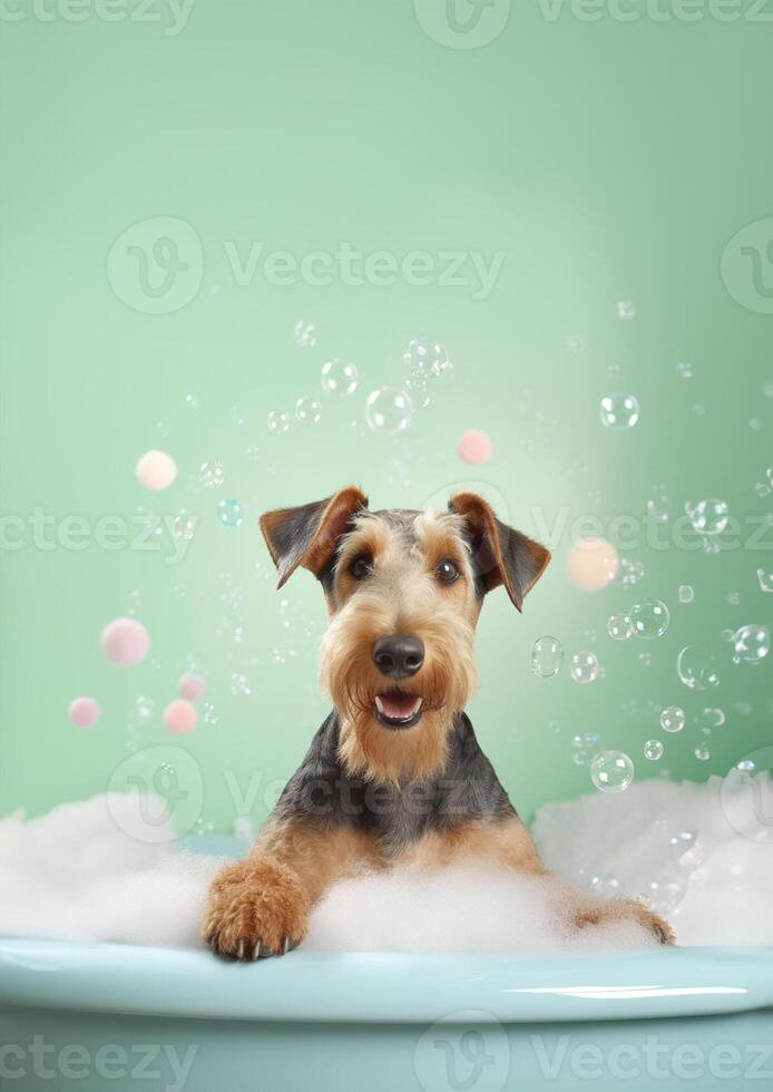 Cute Airedale Terrier dog in a small bathtub with soap foam and bubbles, cute pastel colors, . photo