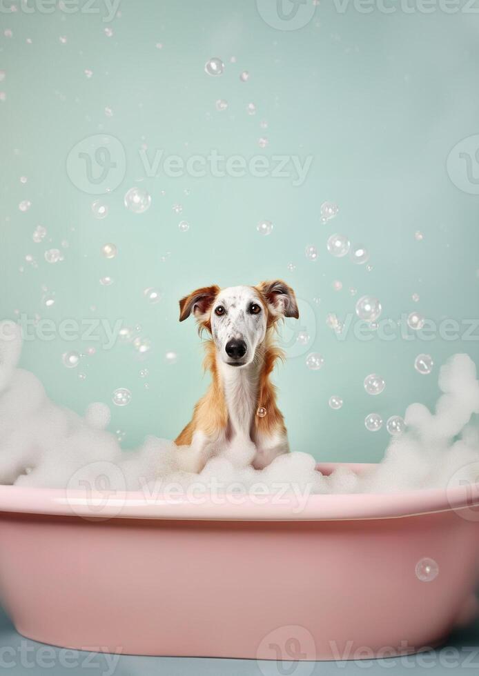 Cute Borzoi dog in a small bathtub with soap foam and bubbles, cute pastel colors, . photo