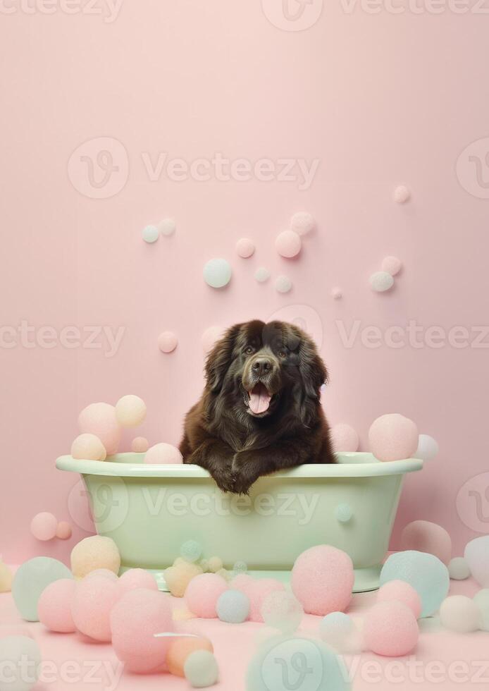Cute newfoundland dog in a small bathtub with soap foam and bubbles, cute pastel colors, . photo