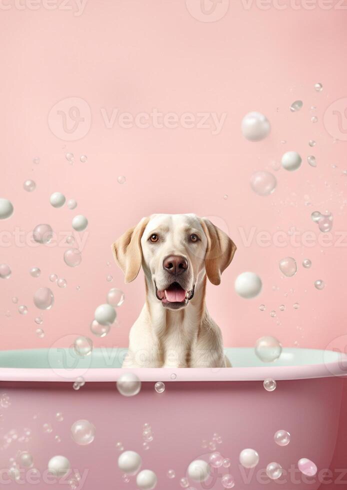 Cute labrador retriever dog in a small bathtub with soap foam and bubbles, cute pastel colors, . photo