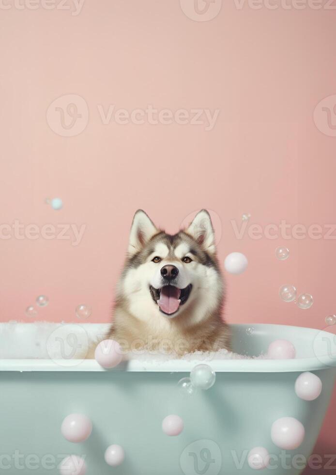 Cute Alaskan Malamute dog in a small bathtub with soap foam and bubbles, cute pastel colors, . photo